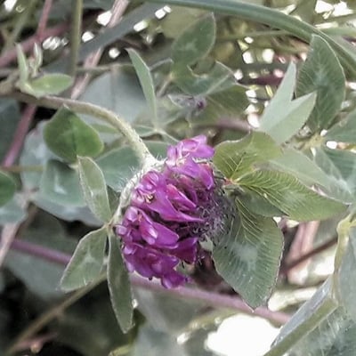 Trifolium medium — flower