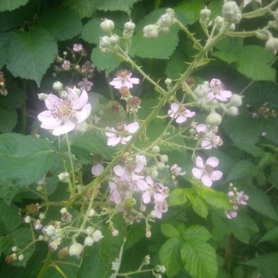 Rubus sulcatus — flower