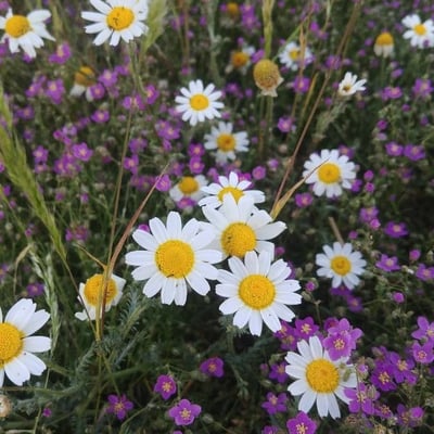 Anthemis arvensis — flower
