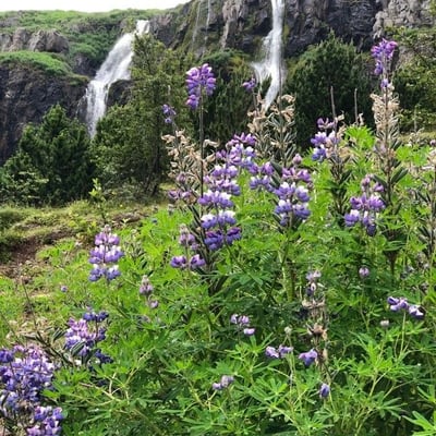 Lupinus albifrons — flower