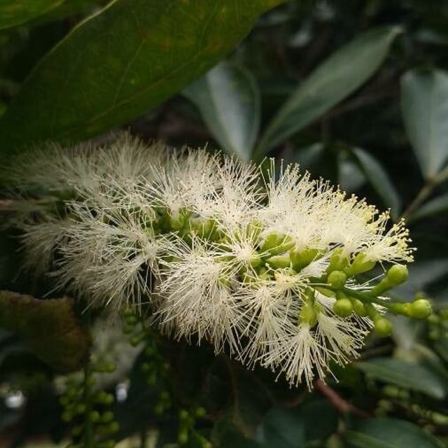 Inga laurina — flower
