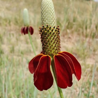 Ratibida columnifera — flower