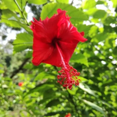 Hibiscus rosa-sinensis — flower