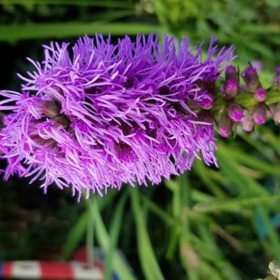 Liatris spicata — flower