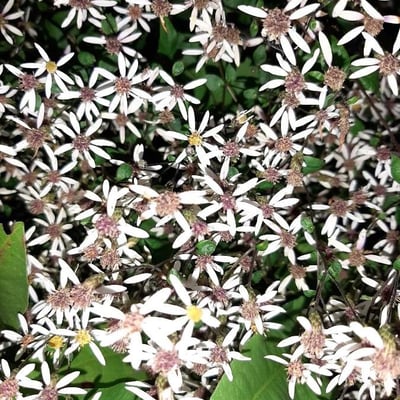 Eurybia divaricata — flower