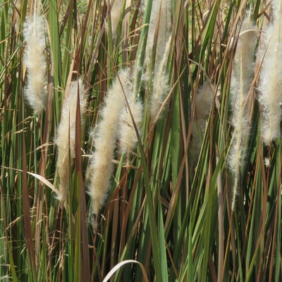 Imperata cylindrica — flower