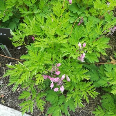 Dicentra formosa — flower