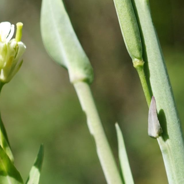 Turritis glabra — flower
