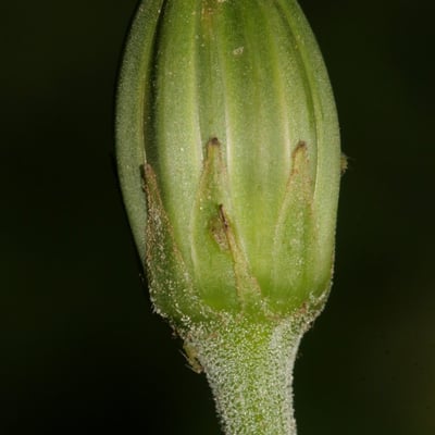 Hyoseris radiata — flower