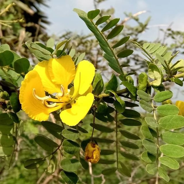Chamaecrista nictitans — flower