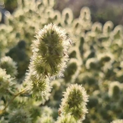 Thymus mastichina — flower