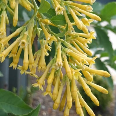 Cestrum parqui — flower