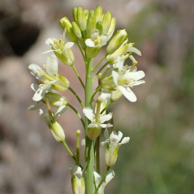 Turritis glabra — flower