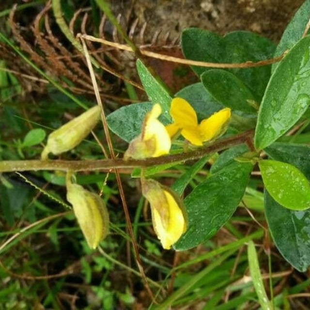 Crotalaria incana — flower
