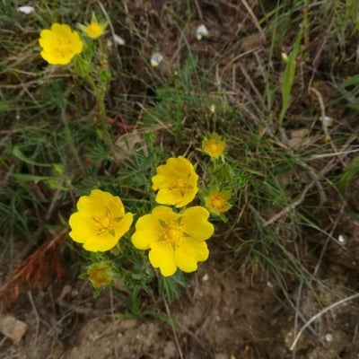 Potentilla hirta — flower