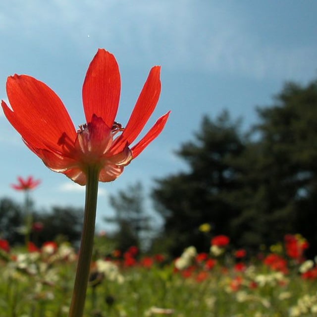 Adonis flammea — flower