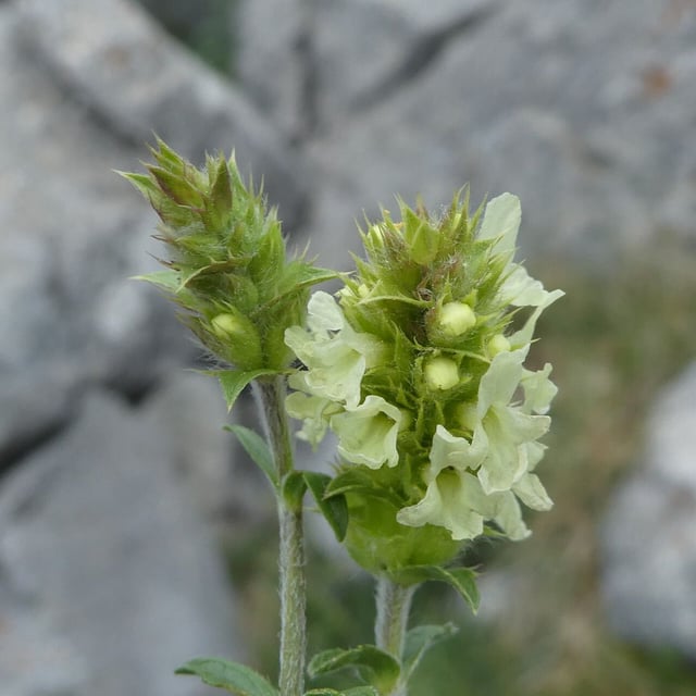 Sideritis hyssopifolia — flower