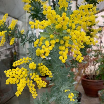 Acacia baileyana — flower