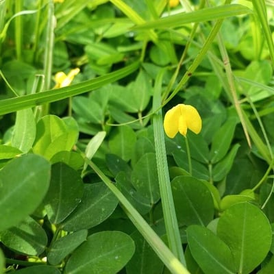 Arachis hypogaea — flower