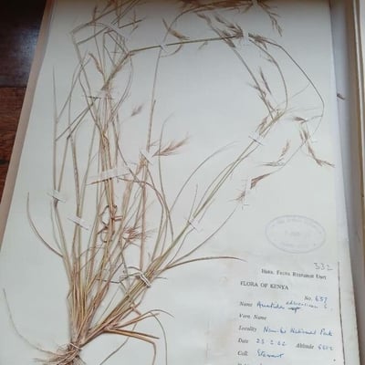 Aristida adscensionis — flower