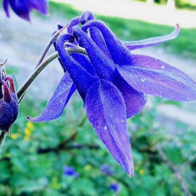 Aquilegia vulgaris — flower