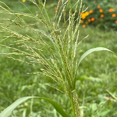 Panicum dichotomiflorum — flower