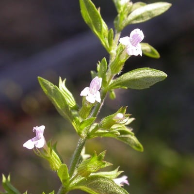 Hedeoma pulegioides — flower