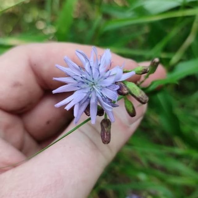 Lactuca sibirica — flower
