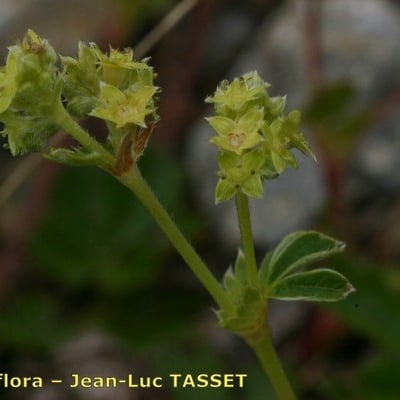 Alchemilla transiens — flower