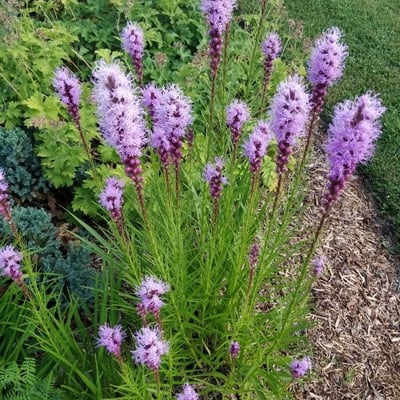 Liatris punctata — flower