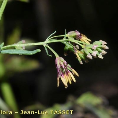 Thalictrum simplex — flower