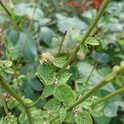 Mesosphaerum pectinatum — leaf