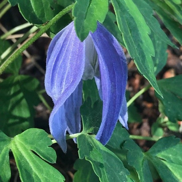 Clematis alpina — flower