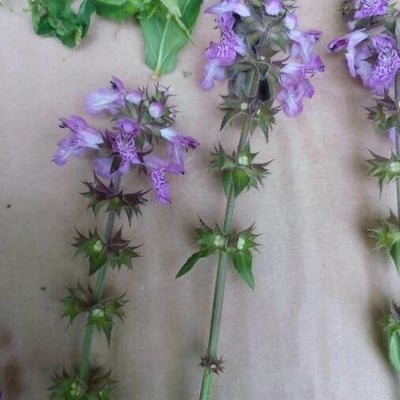 Stachys palustris — flower