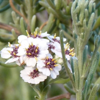Eriocephalus africanus — flower
