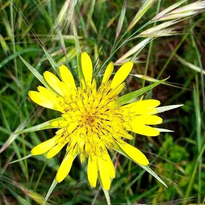 Tragopogon dubius — flower