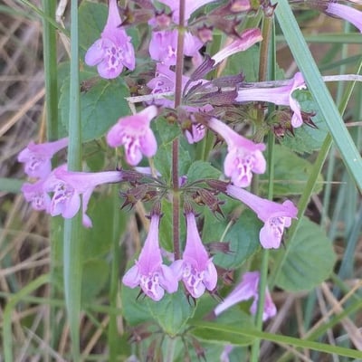 Clinopodium alpinum — flower