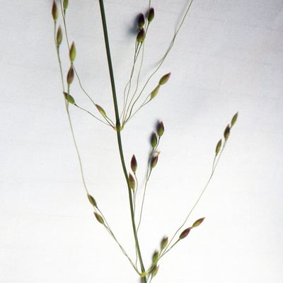 Milium effusum — flower