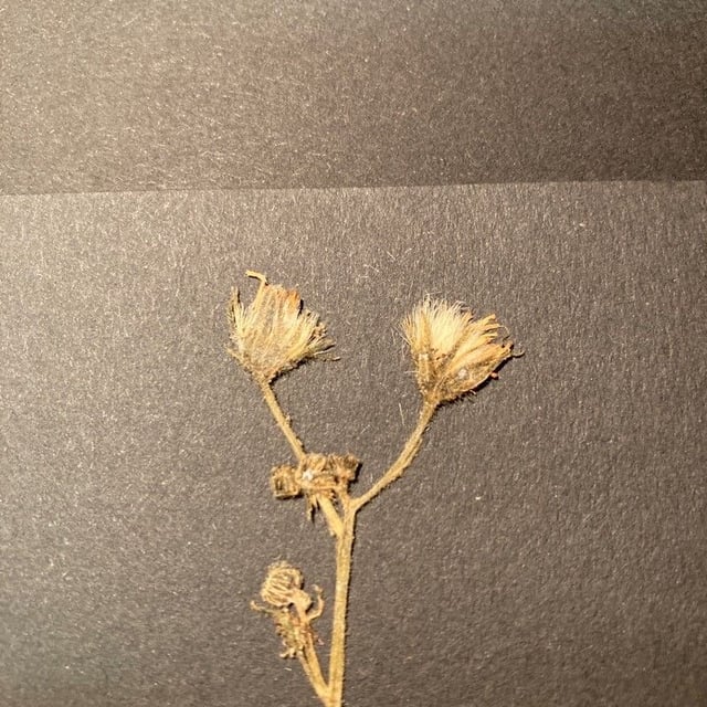 Hieracium caesium — flower