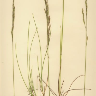 Festuca nigrescens — habit