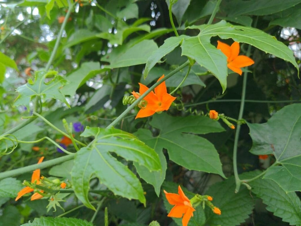Lollipop-climber