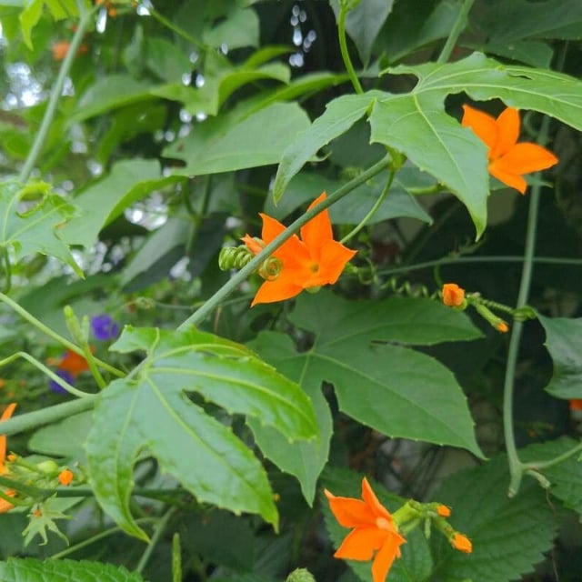 Lollipop-climber