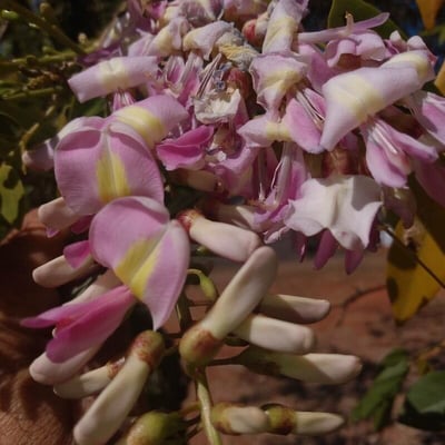 Gliricidia sepium — flower