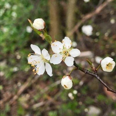 Prunus domestica — flower