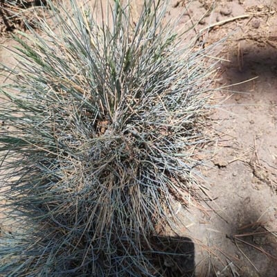 Festuca arvernensis — leaf
