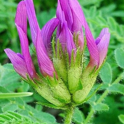 Astragalus hypoglottis — flower