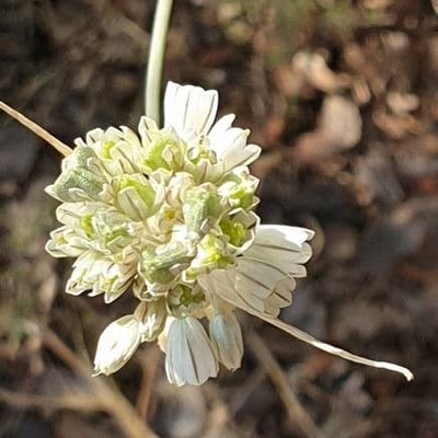 Allium paniculatum — flower