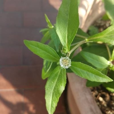 Eclipta prostrata — flower