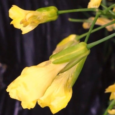 Brassica oleracea — flower