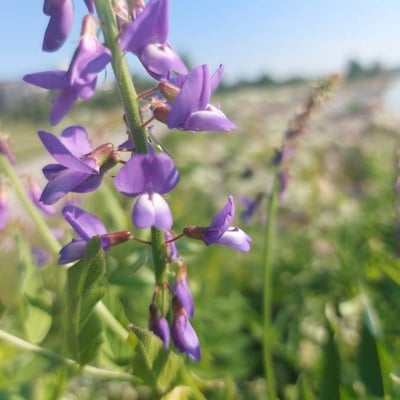 Galega orientalis — flower